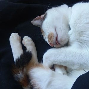 Meet your Posher, Johanna